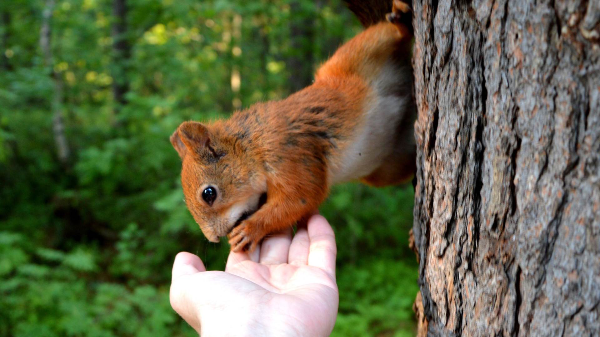 Les parcs animaliers à visiter absolument en famille