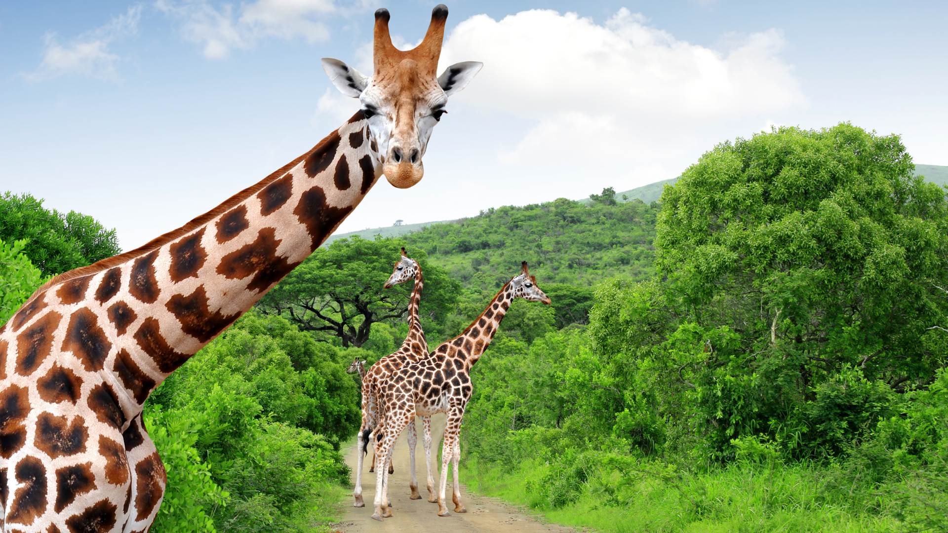 Girafes